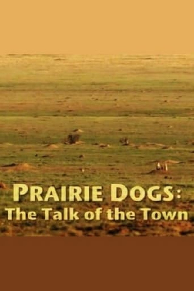 Prairie Dogs: Talk of the Town