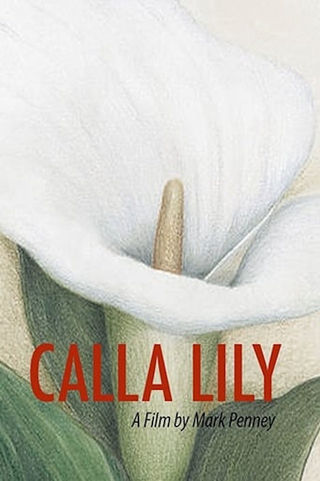 Calla Lily